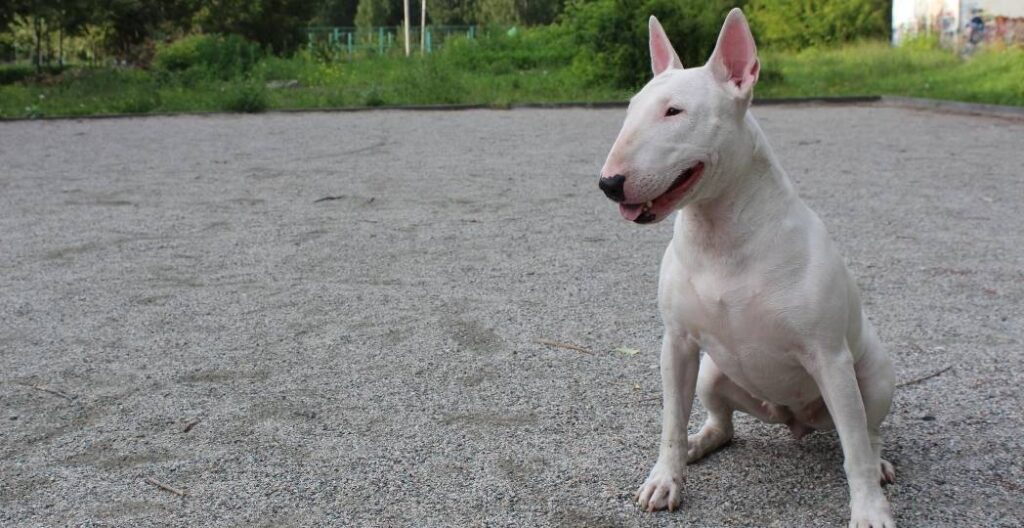 Bull Terrier Miniatura – O Cão Ideal Para a Família